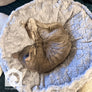 NEW! Luxe Round Plush Cat Bed from Armarkat