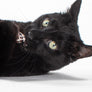 Catnip Ribbon Ravioli (set of 3 toys)