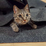 The Ripple Rug Cat Activity Mat - Made in the USA