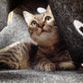 The Ripple Rug Cat Activity Mat - Made in the USA