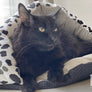 Black, White & Grey Paw Print Canvas Cave Cat Bed from Armarkat