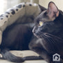 Black, White & Grey Paw Print Canvas Cave Cat Bed from Armarkat