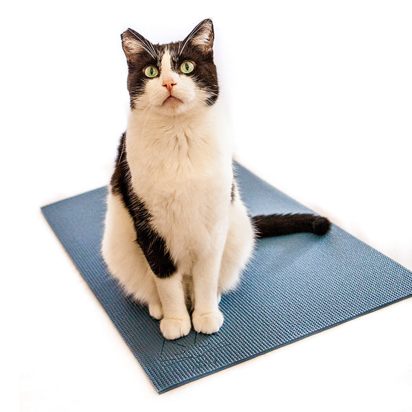 I Found The Best Cat-proof Yoga/Exercise Mat (With Updates