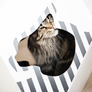 MIA Cat House with MATA Scratcher from MyKotty
