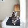 PADI Pillow Cat Bed from MyKotty
