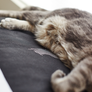 PADI Pillow Cat Bed from MyKotty