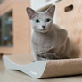 TOBI Cat Scratcher & Lounge from MyKotty