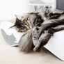 VIGO Cat Scratcher & Lounge from MyKotty
