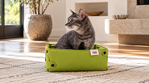 Whisker + Box