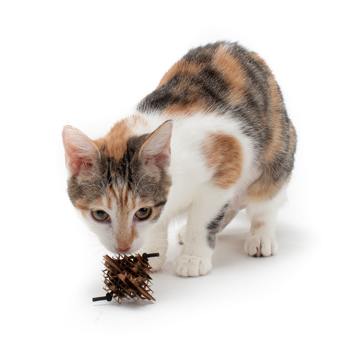 Magic Star Cardboard Cat Toys (Set of 2 Toys)