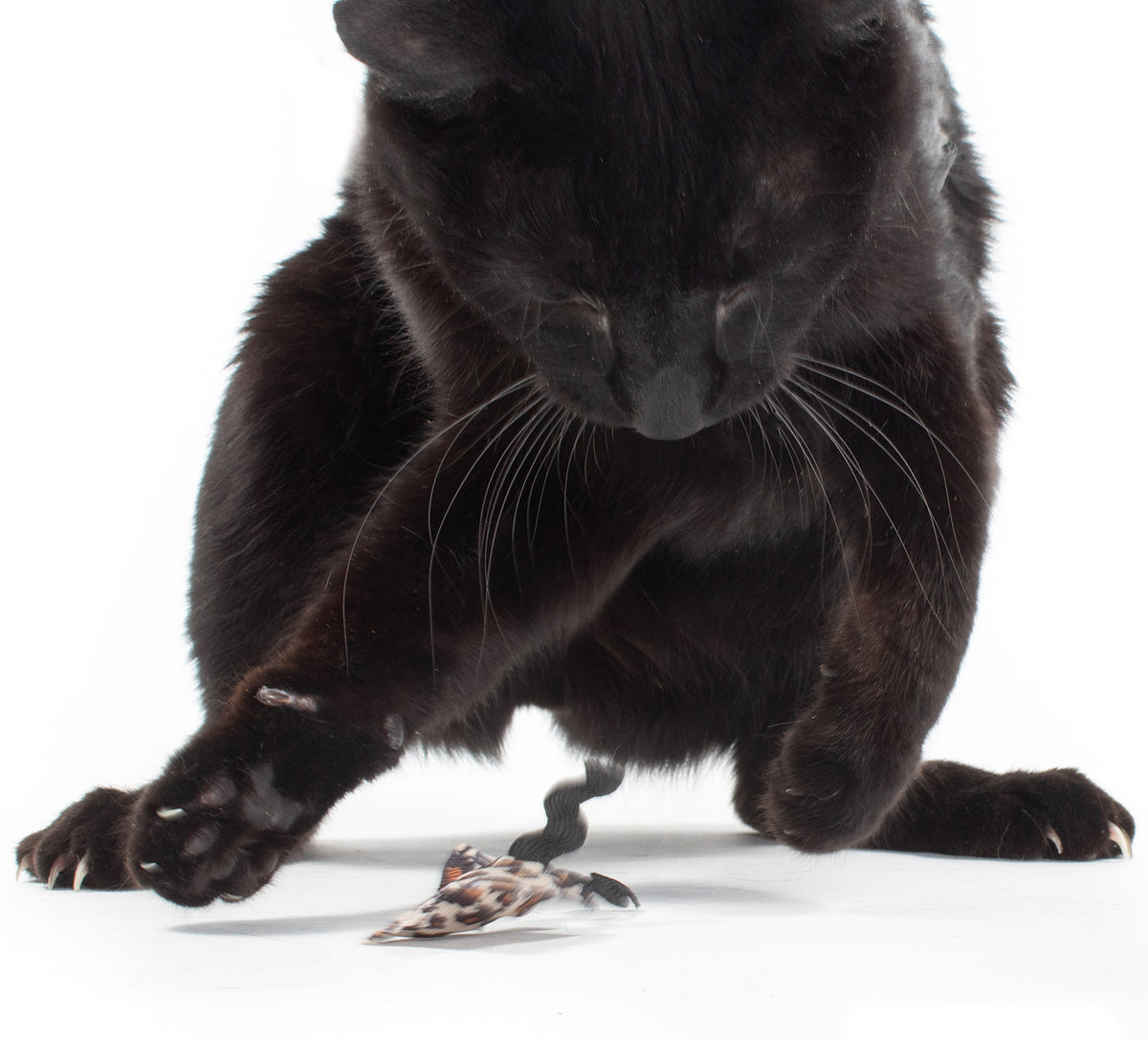 Catnip Ribbon Ravioli (set of 3 toys)