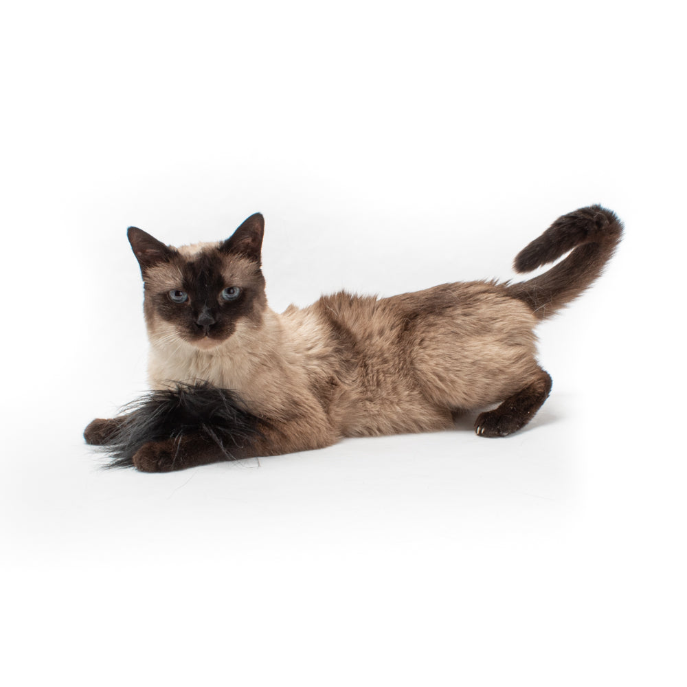 Mini Catnip "Tribbles"
