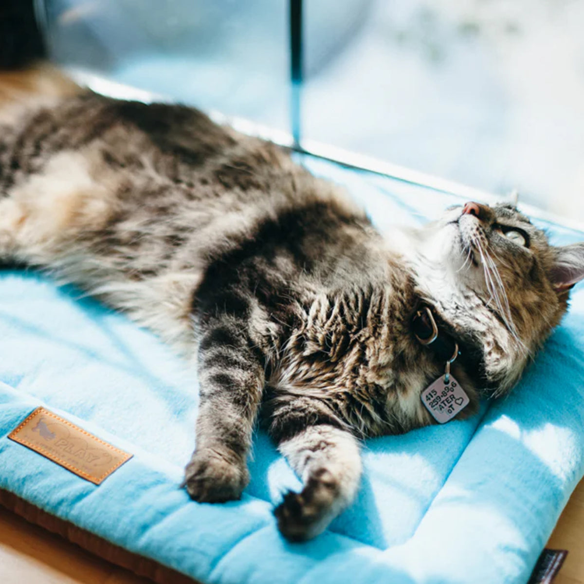 Coastal Chill Pads from Pet Play
