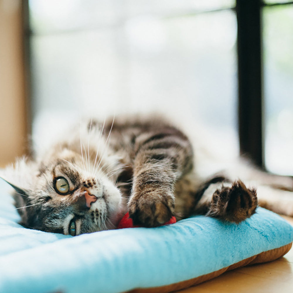 Coastal Chill Pads from Pet Play