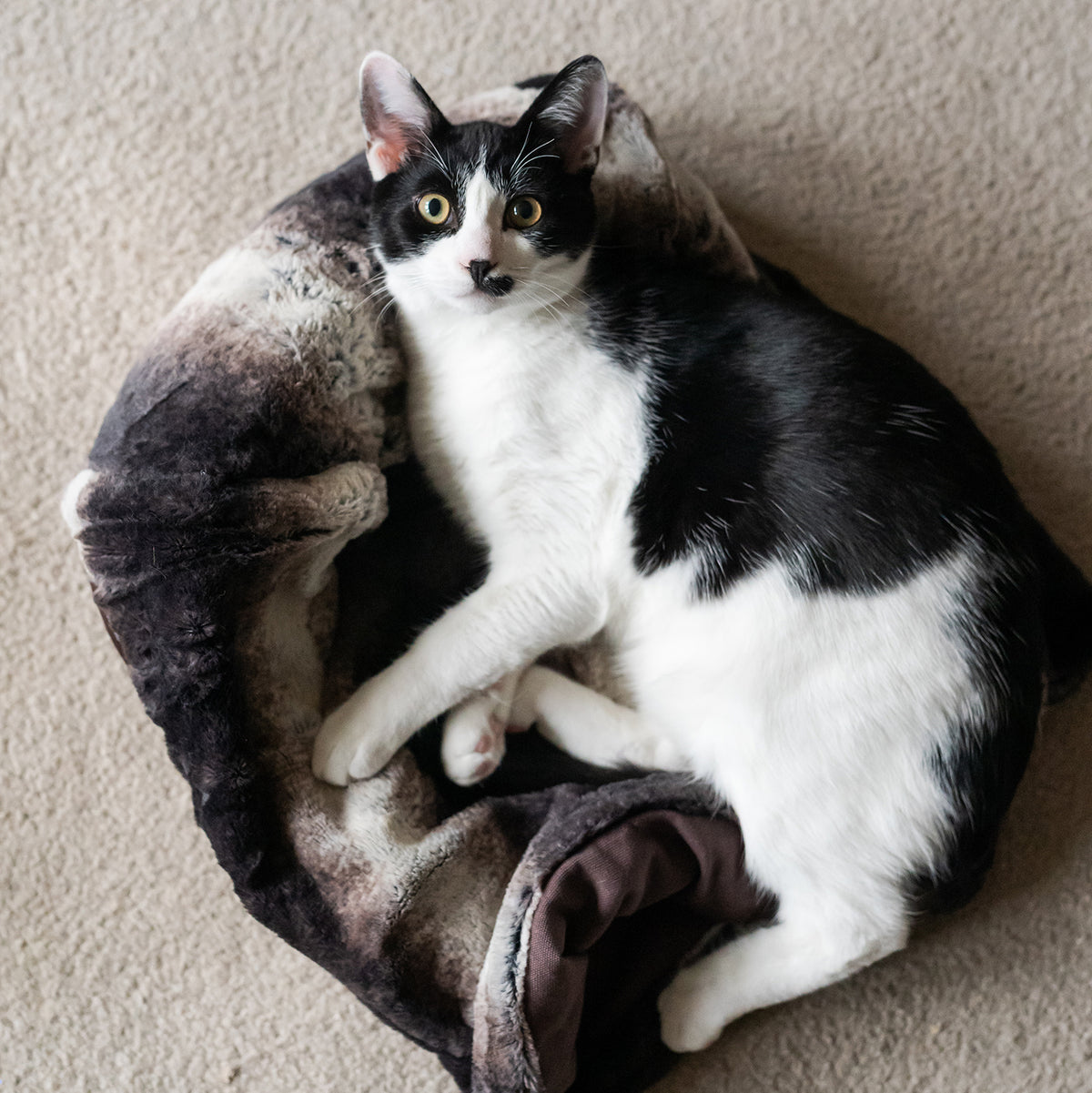 Snuggle Bed Convertible Cat Bed from Pet Play