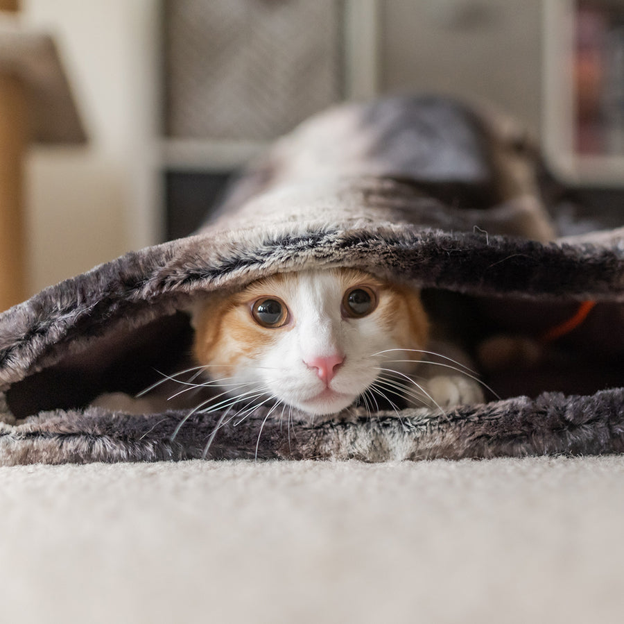 Snuggle Bed Convertible Cat Bed from P.L.A.Y.