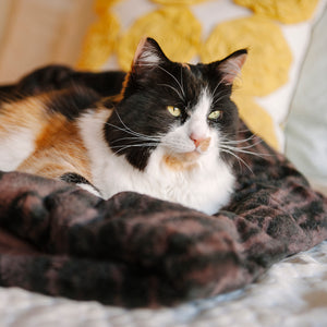 Snuggle Bed Convertible Cat Bed from P.L.A.Y.