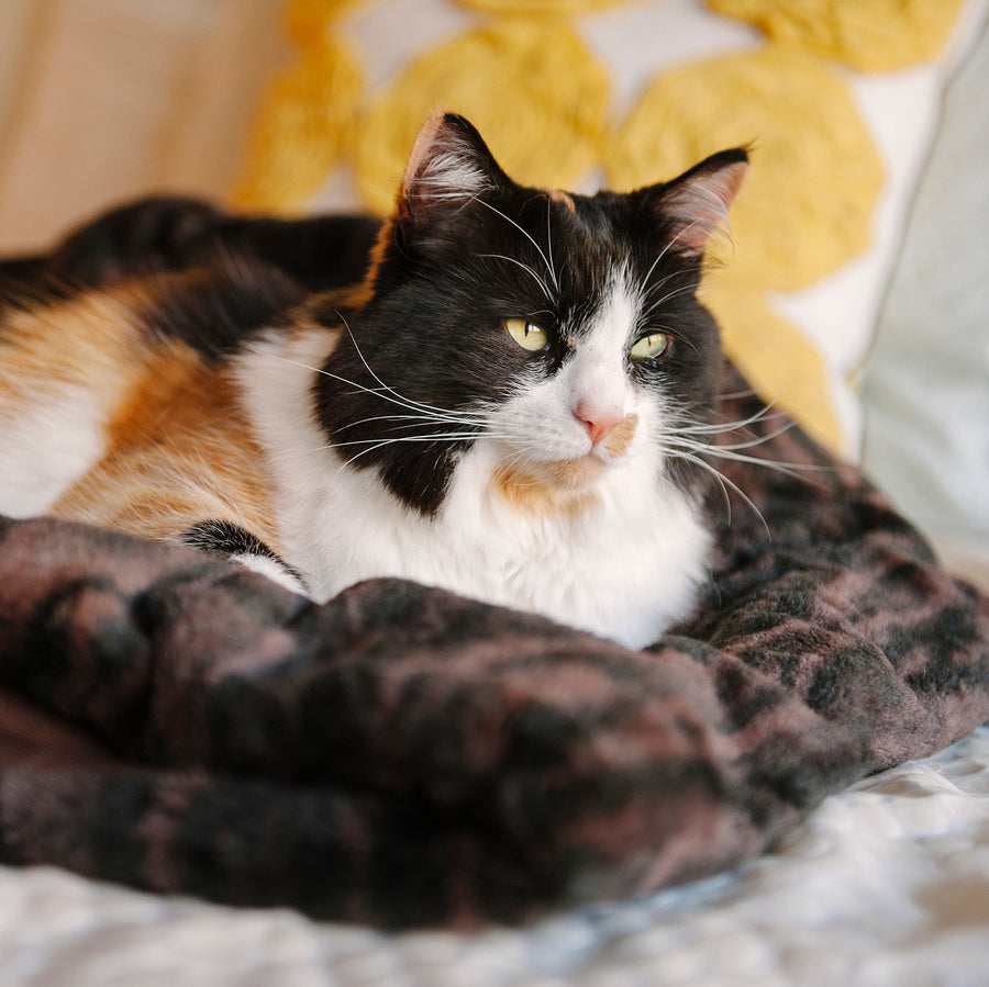 Snuggle Bed Convertible Cat Bed from P.L.A.Y.