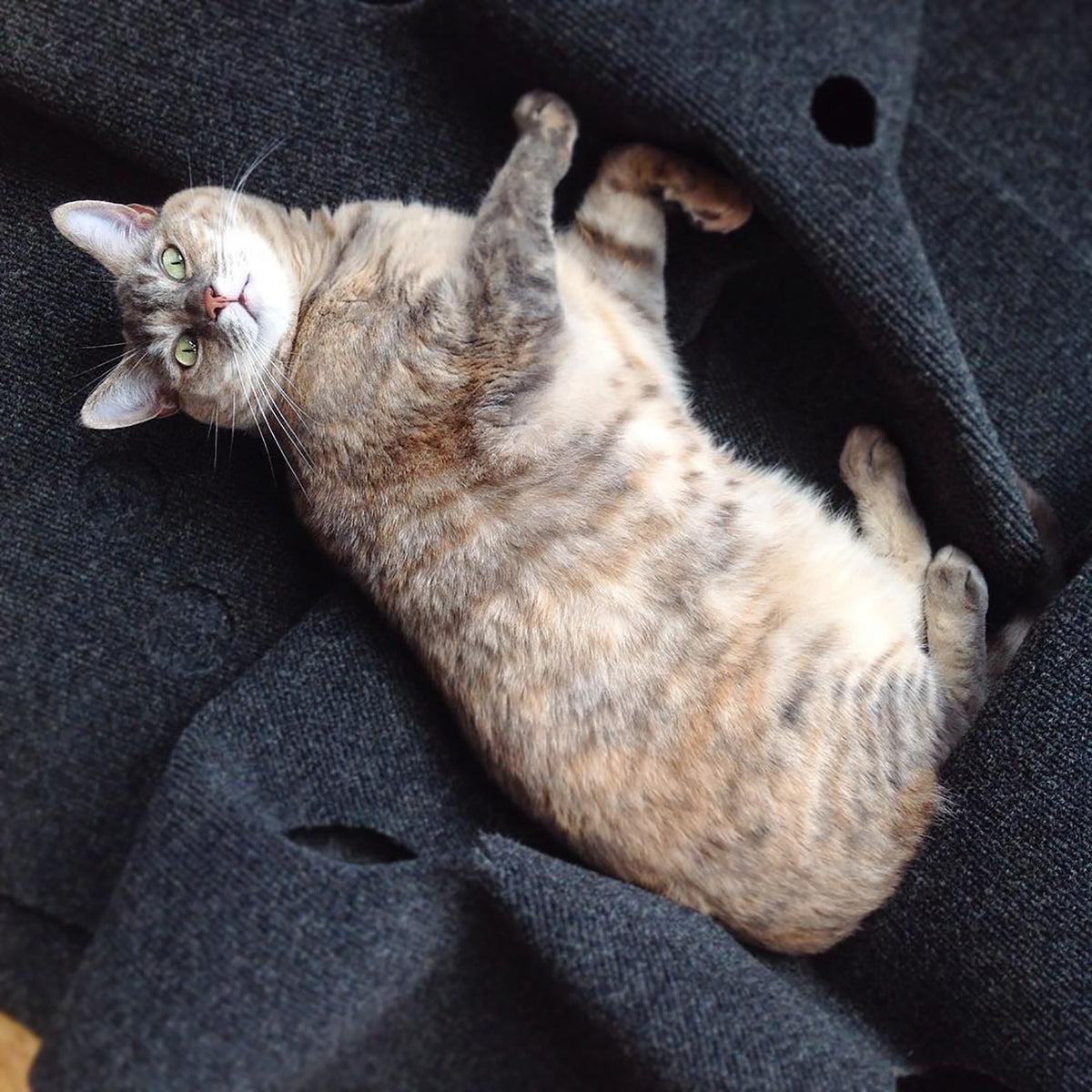 The Ripple Rug Cat Activity Mat - Made in the USA