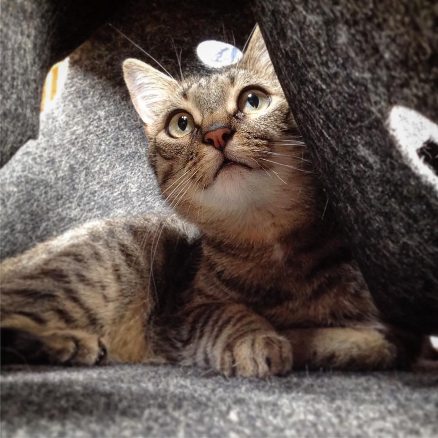 The Ripple Rug Cat Activity Mat - Made in the USA