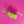 Watermelon Catnip Candy Bar Cat Toys