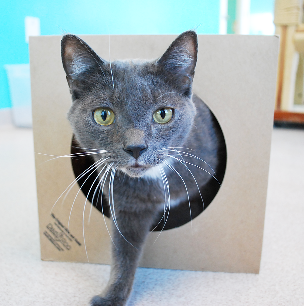 Hide and Sneak Paper Bag Cat Tunnel from Dezi & Roo