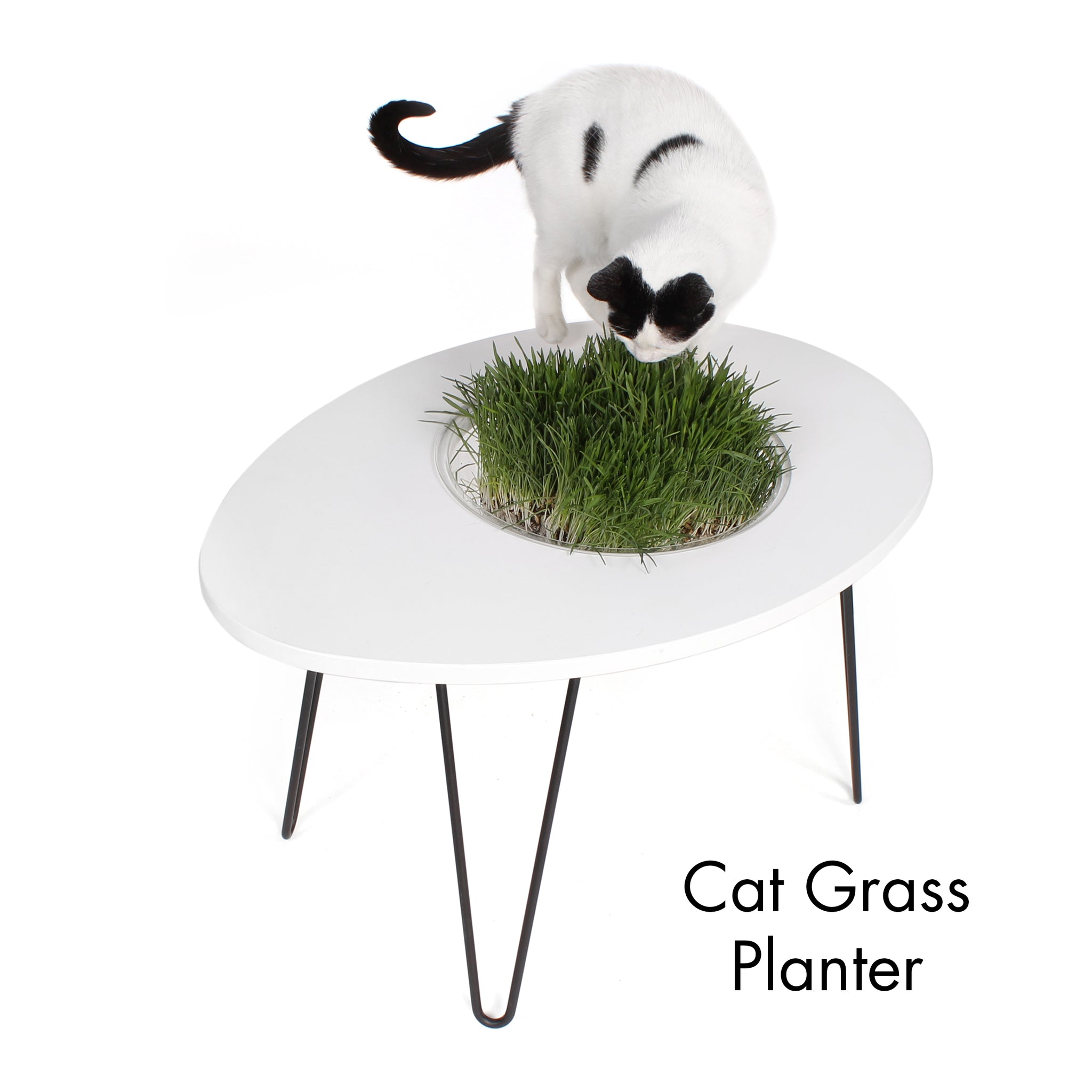 Hauspanther NestEgg Raised Cat Bed Side Table by Primetime Petz
