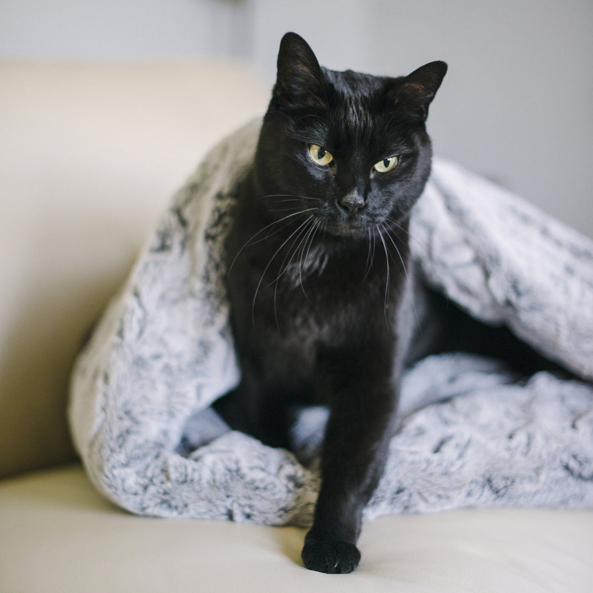 Snuggle Bed Convertible Cat Bed from Pet Play