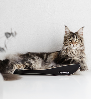 TOBI Cat Scratcher & Lounge from MyKotty