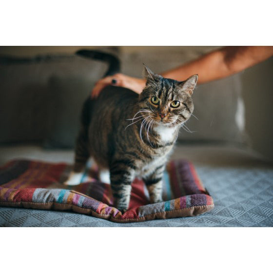 Horizon Chill Pads from Pet Play